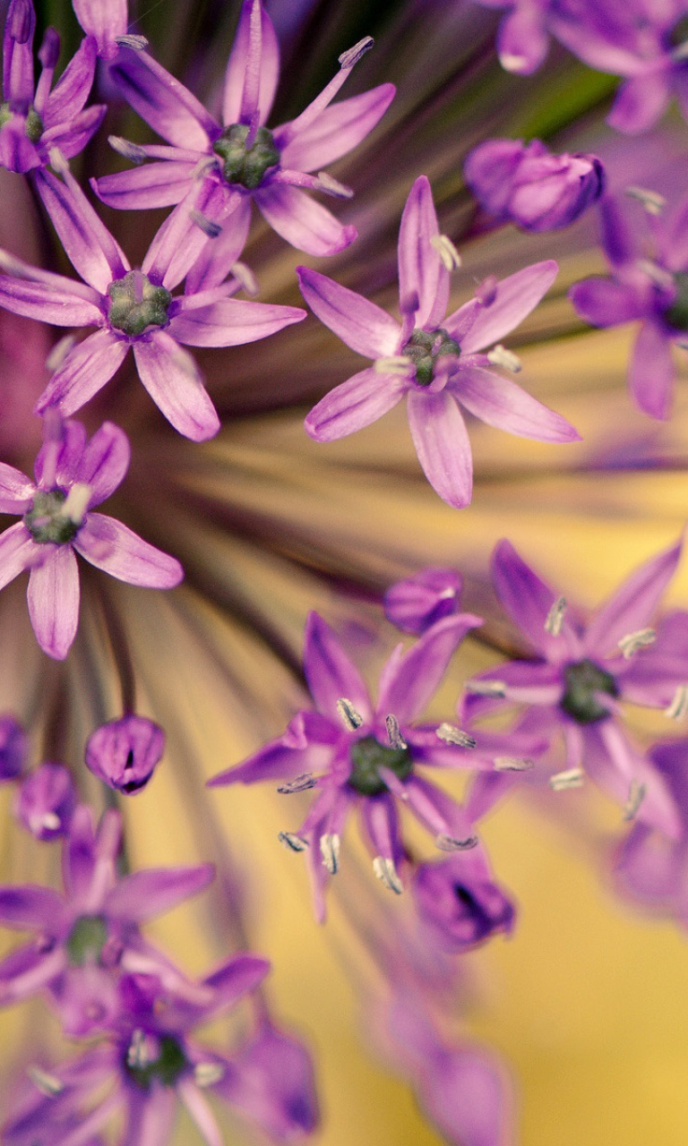 Das Macro Purple Flowers Wallpaper 768x1280