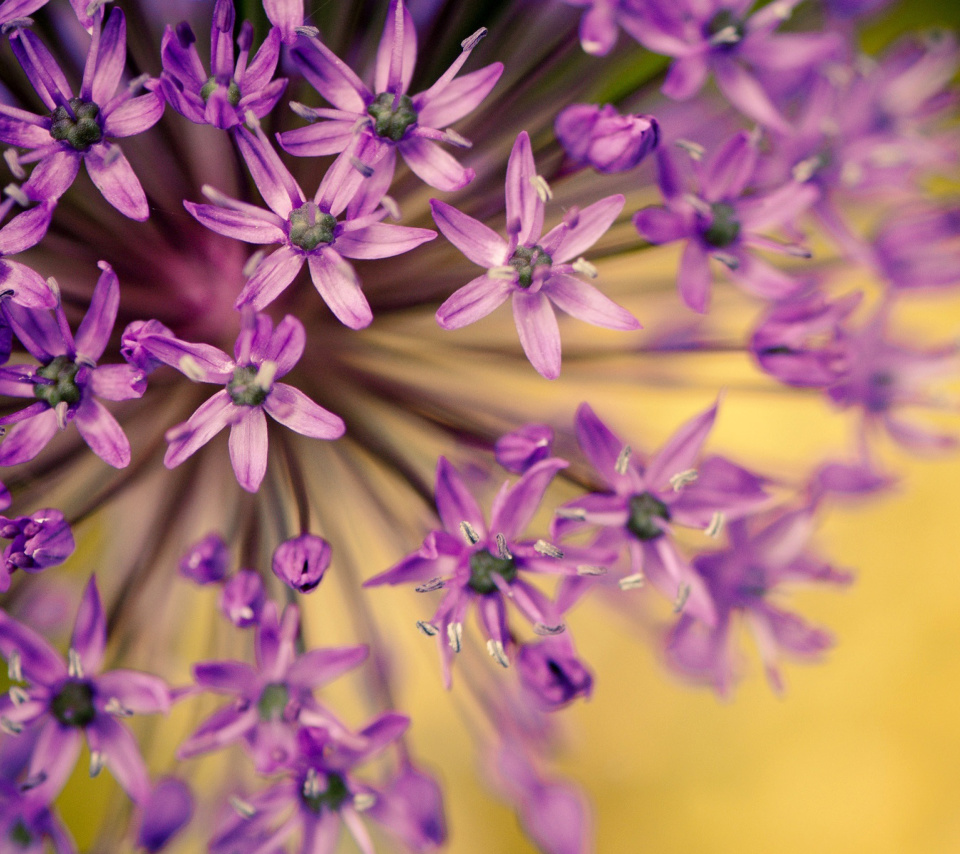 Das Macro Purple Flowers Wallpaper 960x854