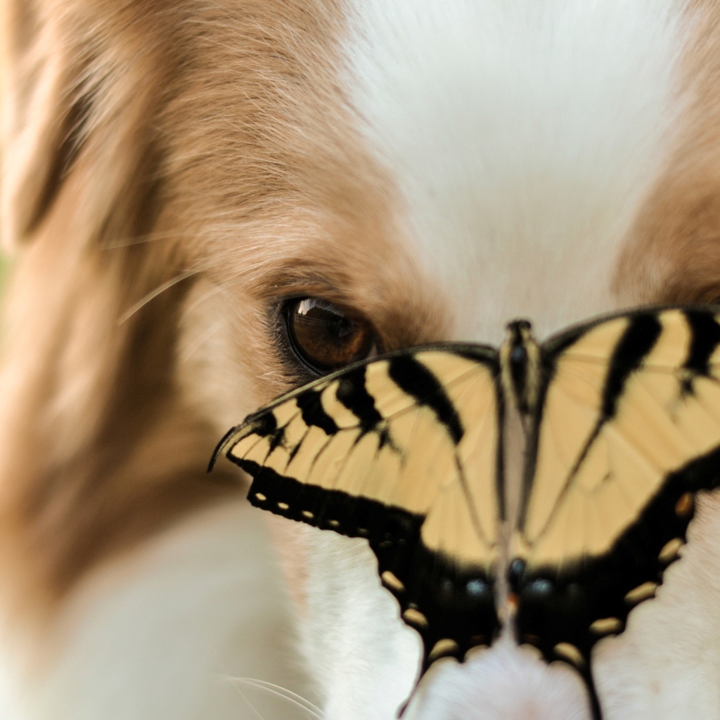 Fondo de pantalla Dog And Butterfly 1024x1024