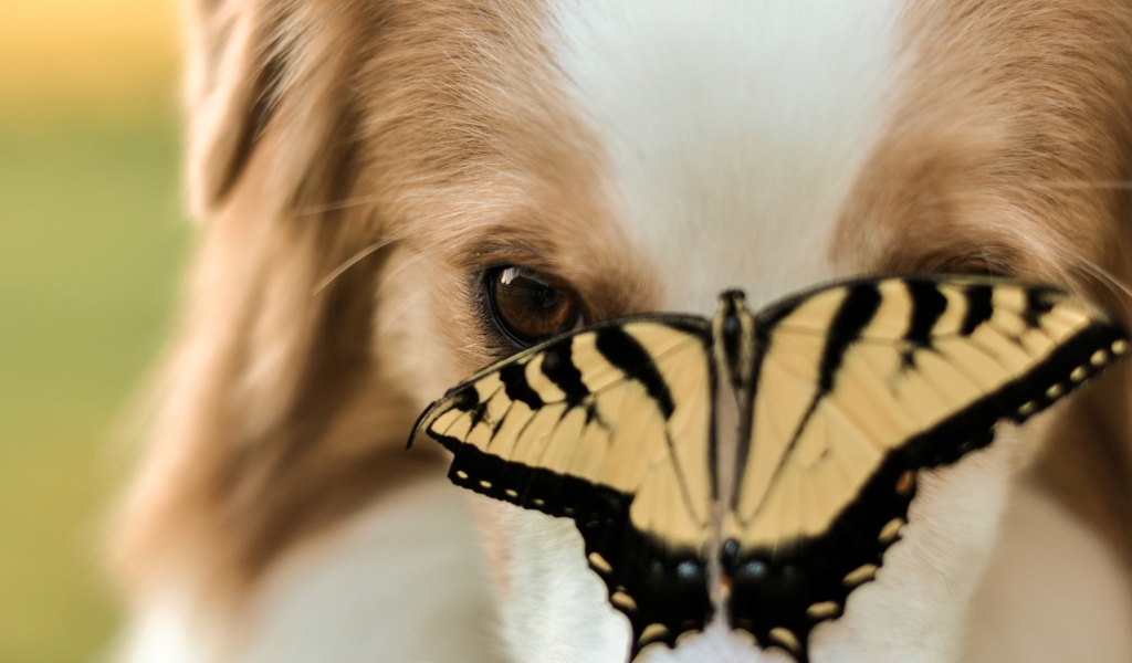 Sfondi Dog And Butterfly 1024x600