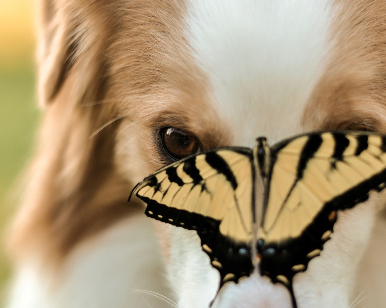 Screenshot №1 pro téma Dog And Butterfly 1280x1024