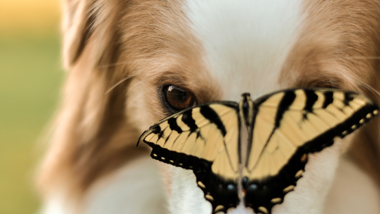 Dog And Butterfly wallpaper 1280x720