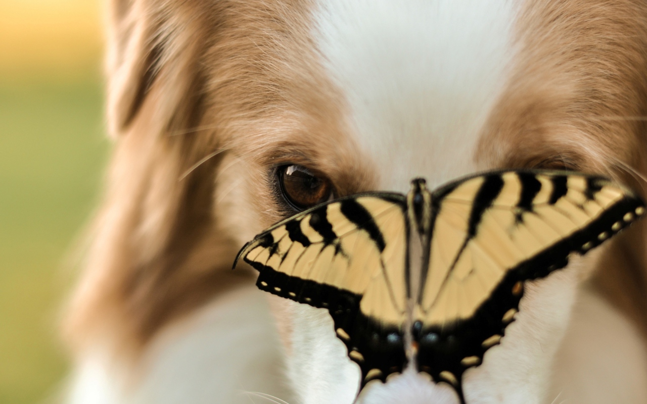 Fondo de pantalla Dog And Butterfly 1280x800