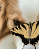 Das Dog And Butterfly Wallpaper 128x160