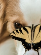 Обои Dog And Butterfly 132x176