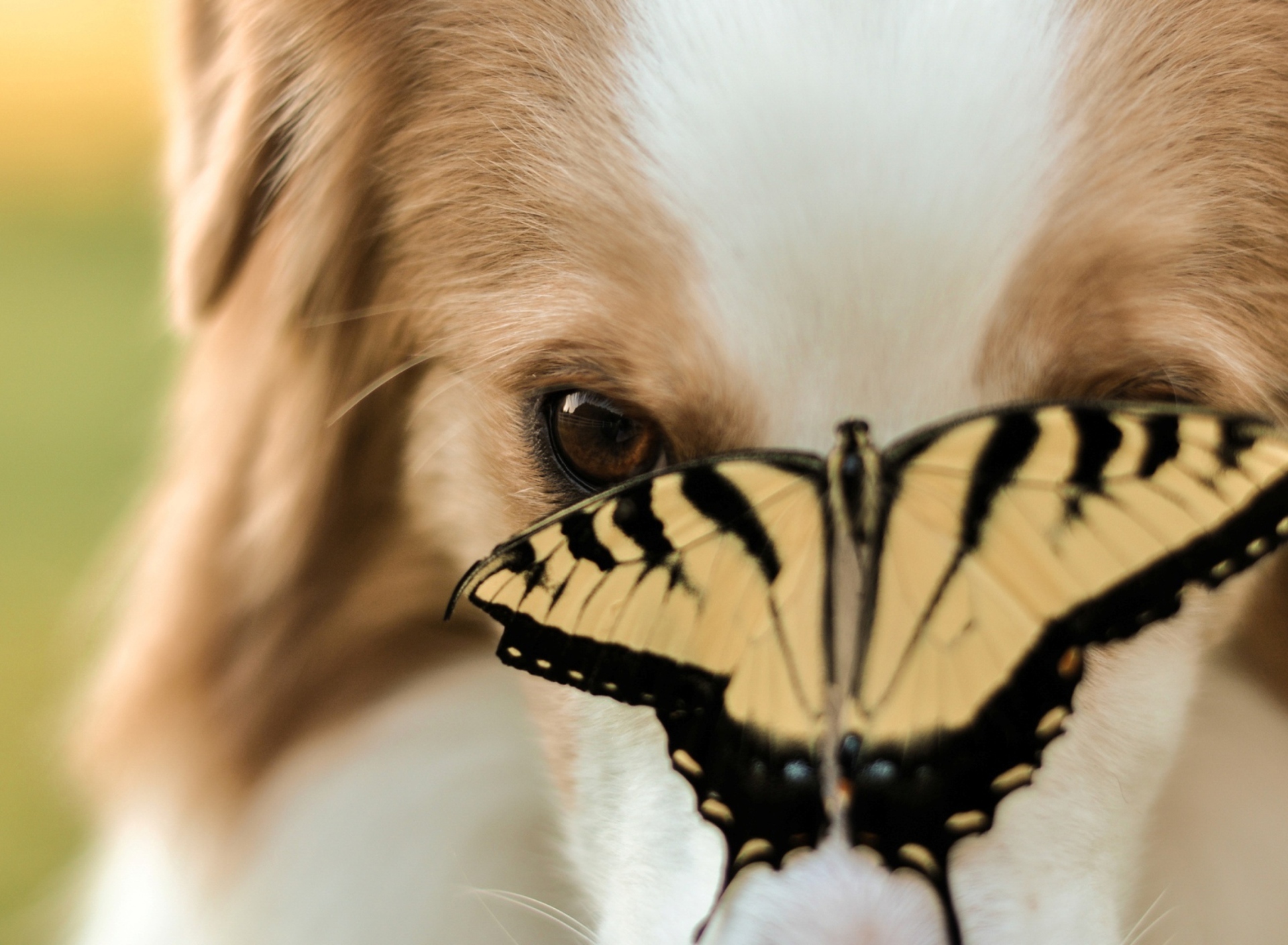 Обои Dog And Butterfly 1920x1408