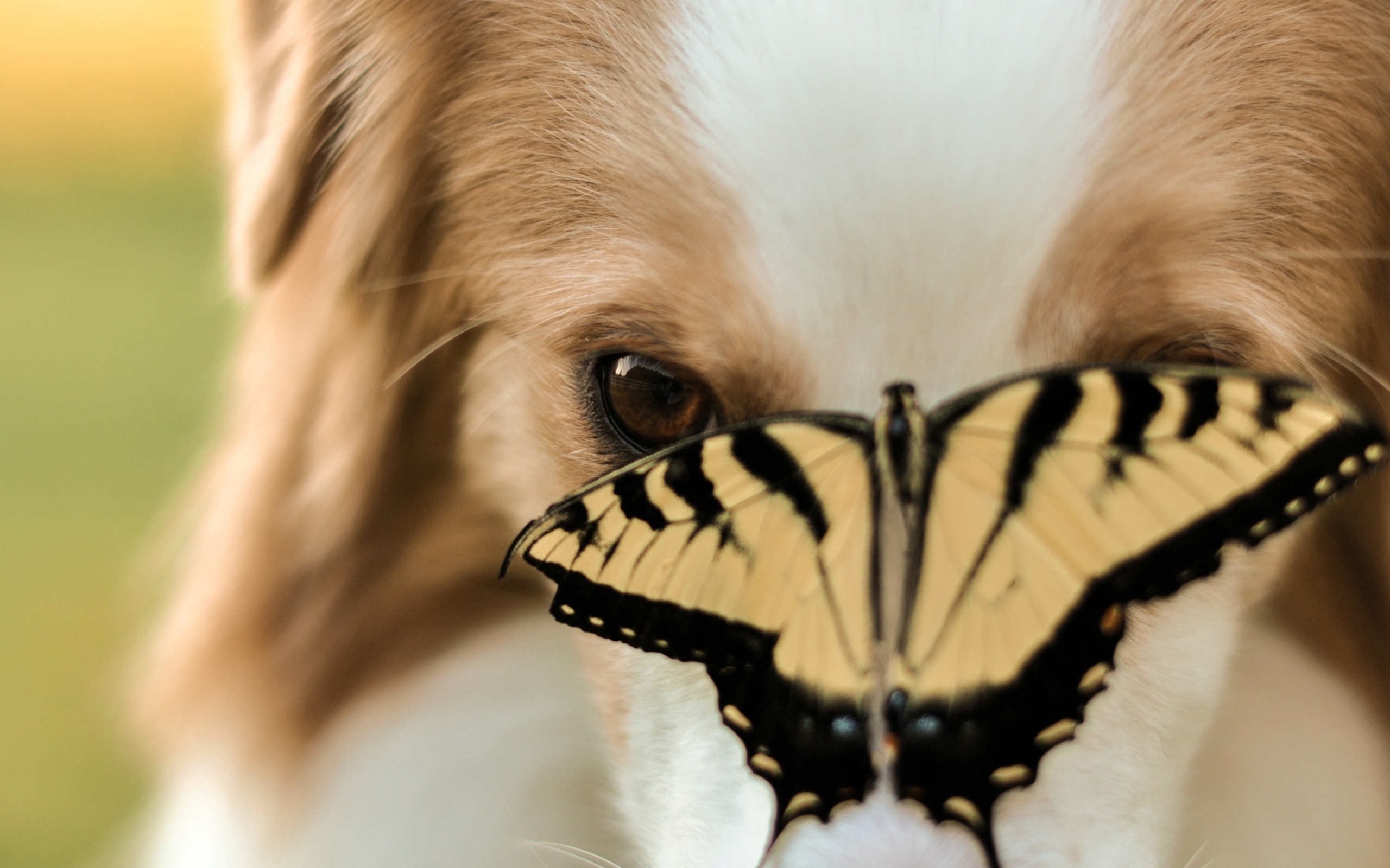 Screenshot №1 pro téma Dog And Butterfly 2560x1600
