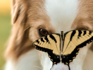 Das Dog And Butterfly Wallpaper 320x240