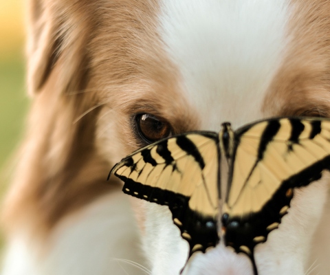 Обои Dog And Butterfly 480x400