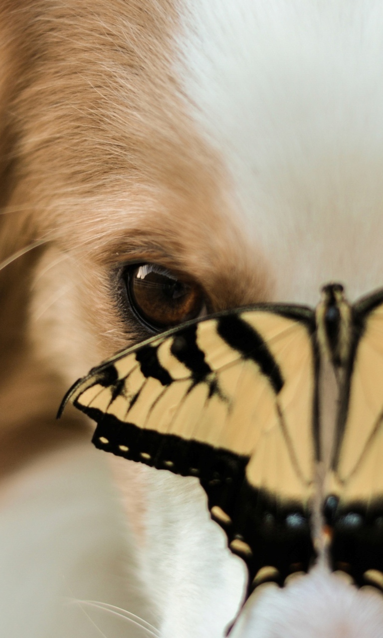 Fondo de pantalla Dog And Butterfly 768x1280