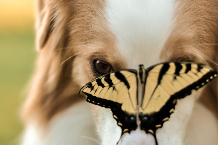 Обои Dog And Butterfly