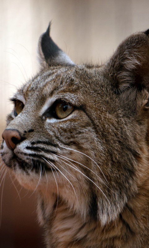 Lynx wallpaper 480x800