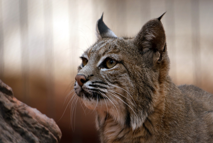 Sfondi Lynx