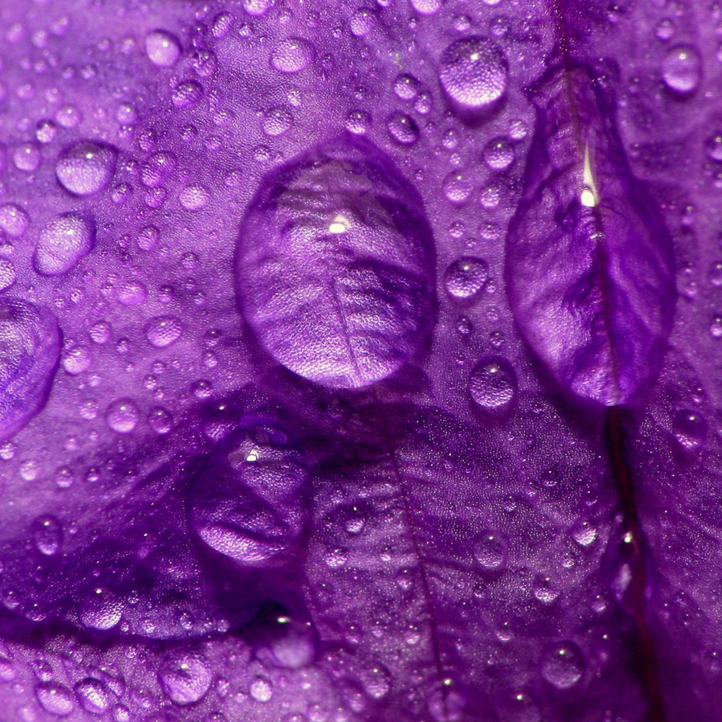 Dew Drops On Violet Petals wallpaper 1024x1024