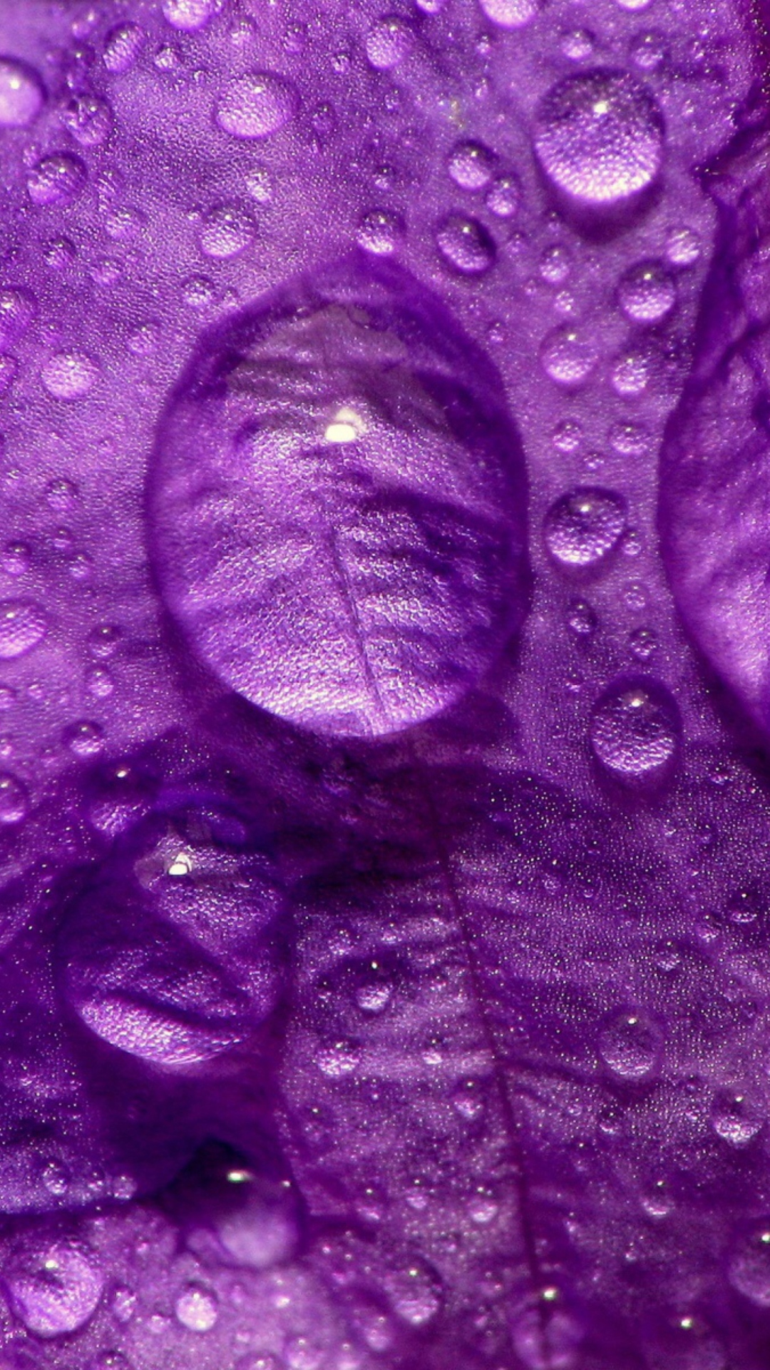 Dew Drops On Violet Petals wallpaper 1080x1920