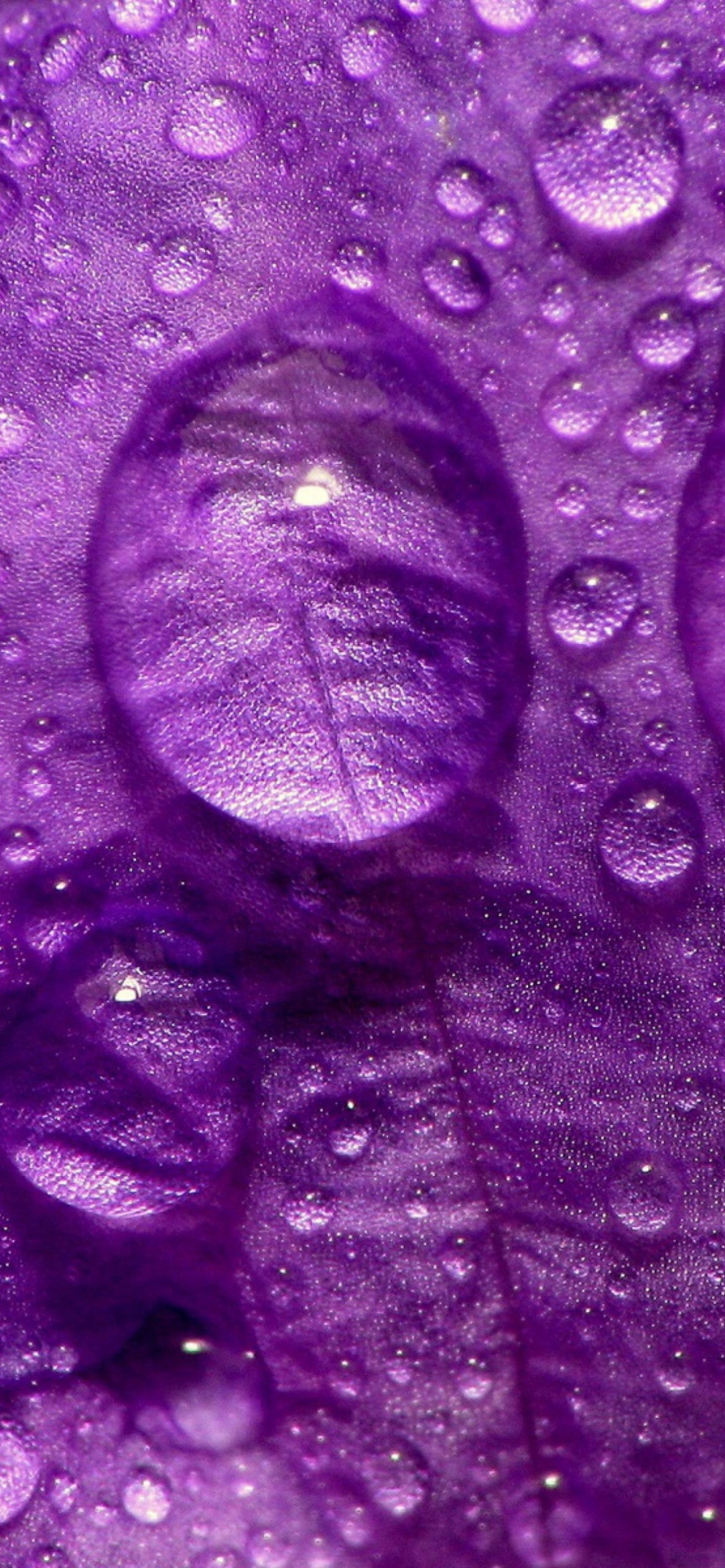 Dew Drops On Violet Petals screenshot #1 1170x2532