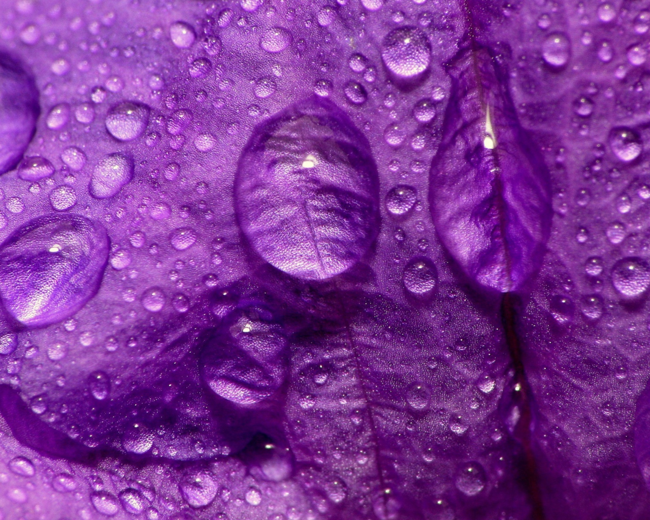 Screenshot №1 pro téma Dew Drops On Violet Petals 1280x1024