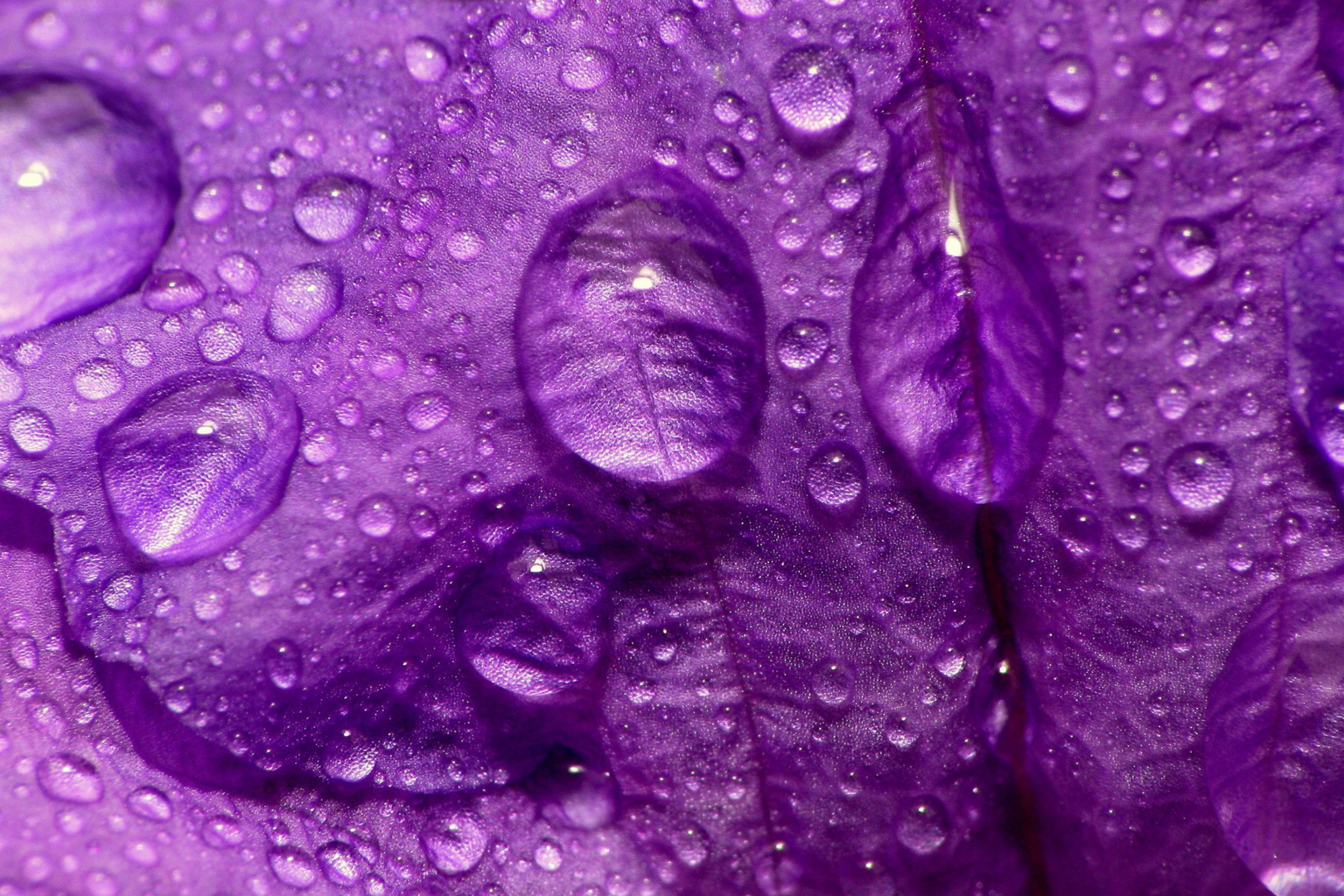 Das Dew Drops On Violet Petals Wallpaper 2880x1920