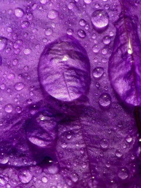 Sfondi Dew Drops On Violet Petals 480x640
