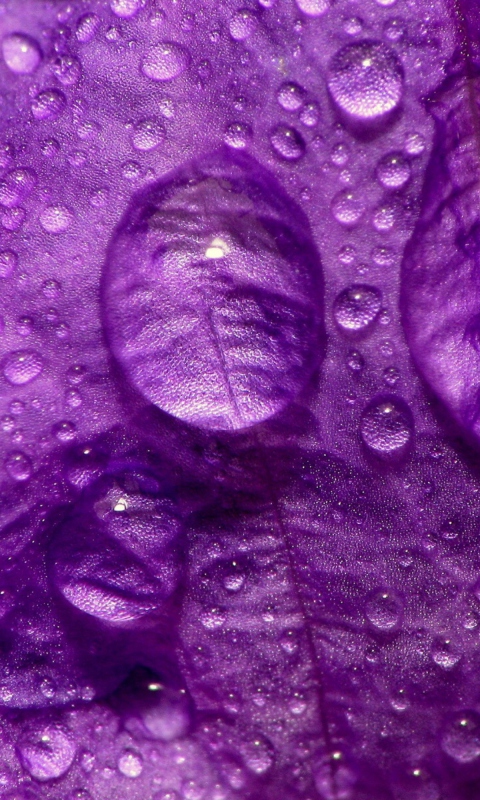 Sfondi Dew Drops On Violet Petals 480x800