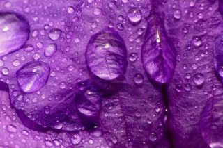 Dew Drops On Violet Petals Picture for Android, iPhone and iPad