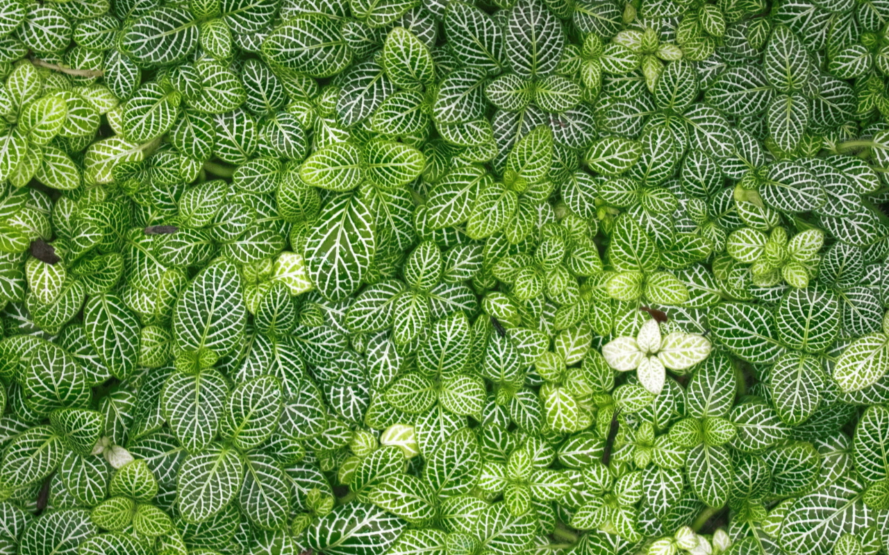 Sfondi Green Leaves 1280x800