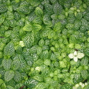 Green Leaves wallpaper 128x128