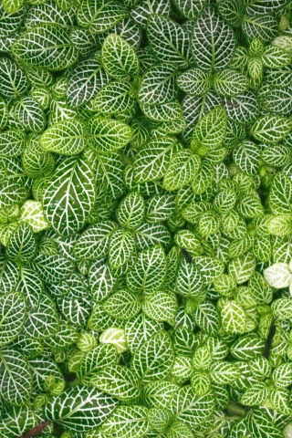 Green Leaves wallpaper 320x480