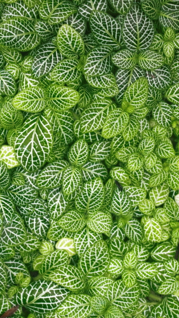 Das Green Leaves Wallpaper 360x640
