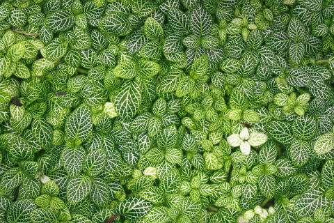 Обои Green Leaves 480x320