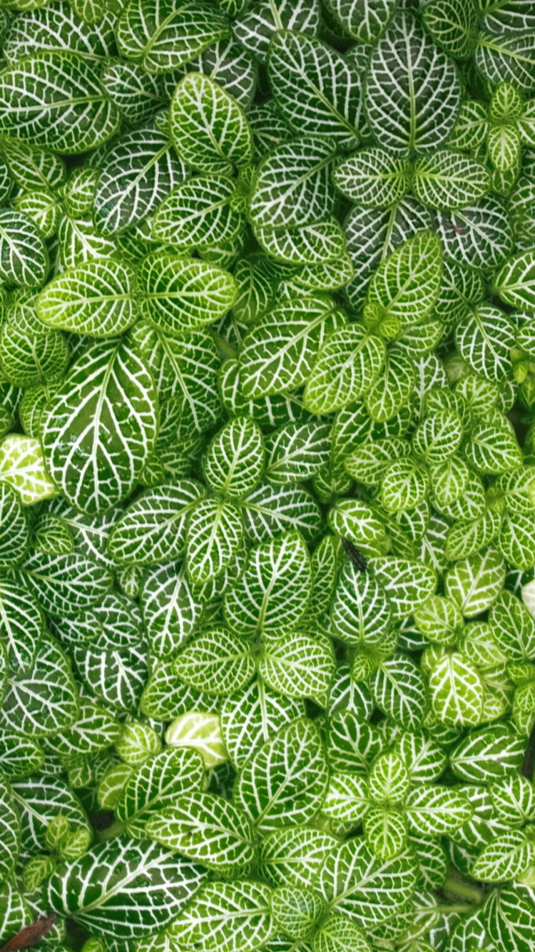 Das Green Leaves Wallpaper 750x1334
