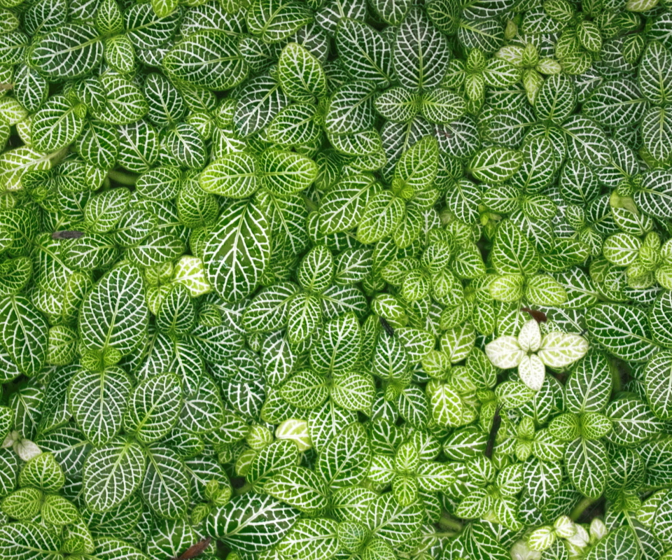 Green Leaves wallpaper 960x800