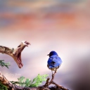 Blue Bird And Snake screenshot #1 128x128