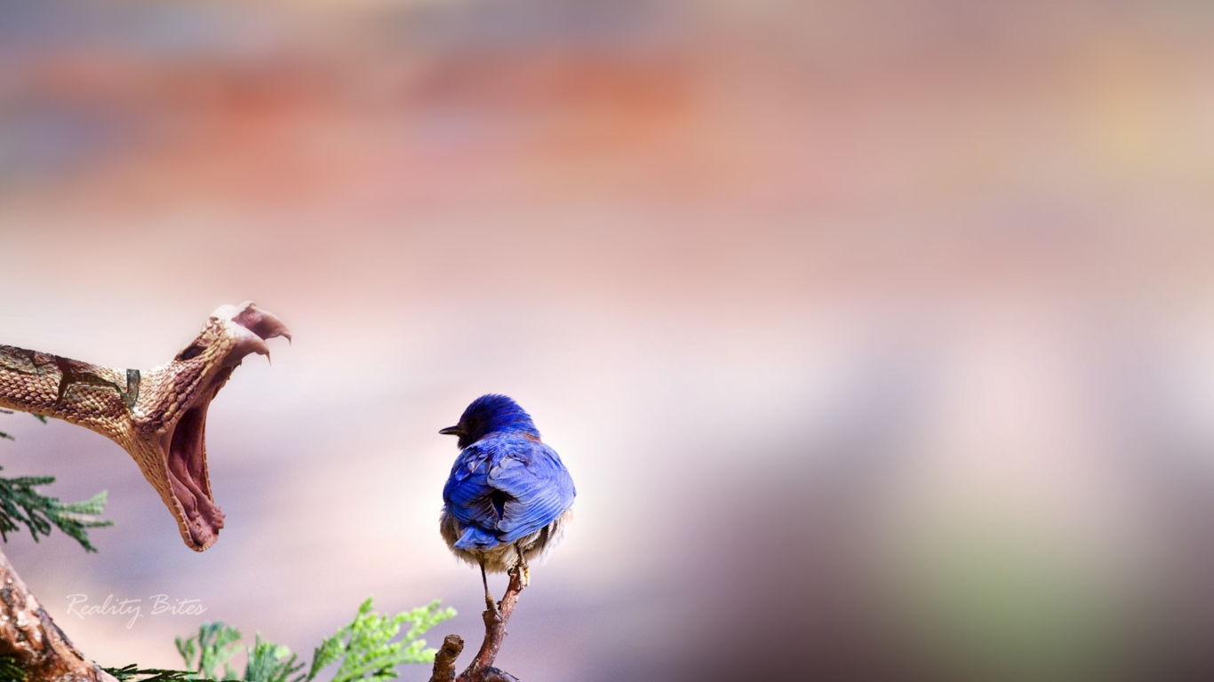 Blue Bird And Snake screenshot #1 1366x768