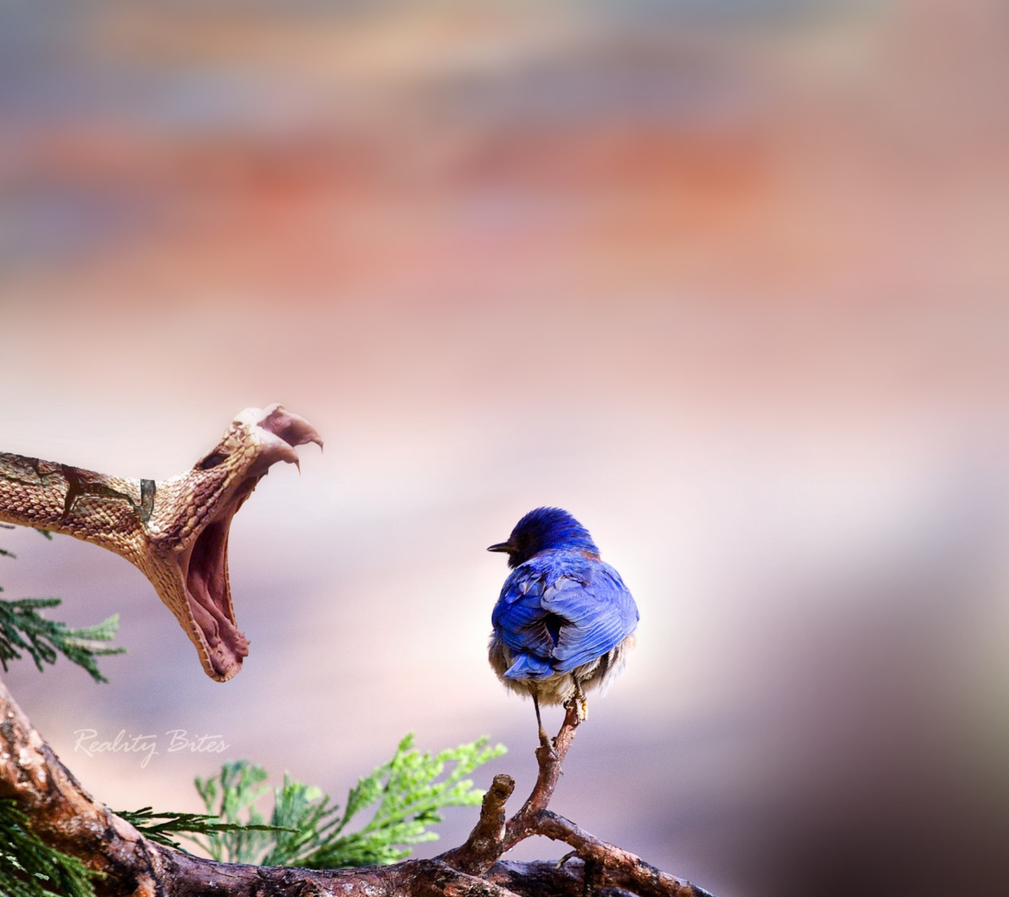 Screenshot №1 pro téma Blue Bird And Snake 1440x1280