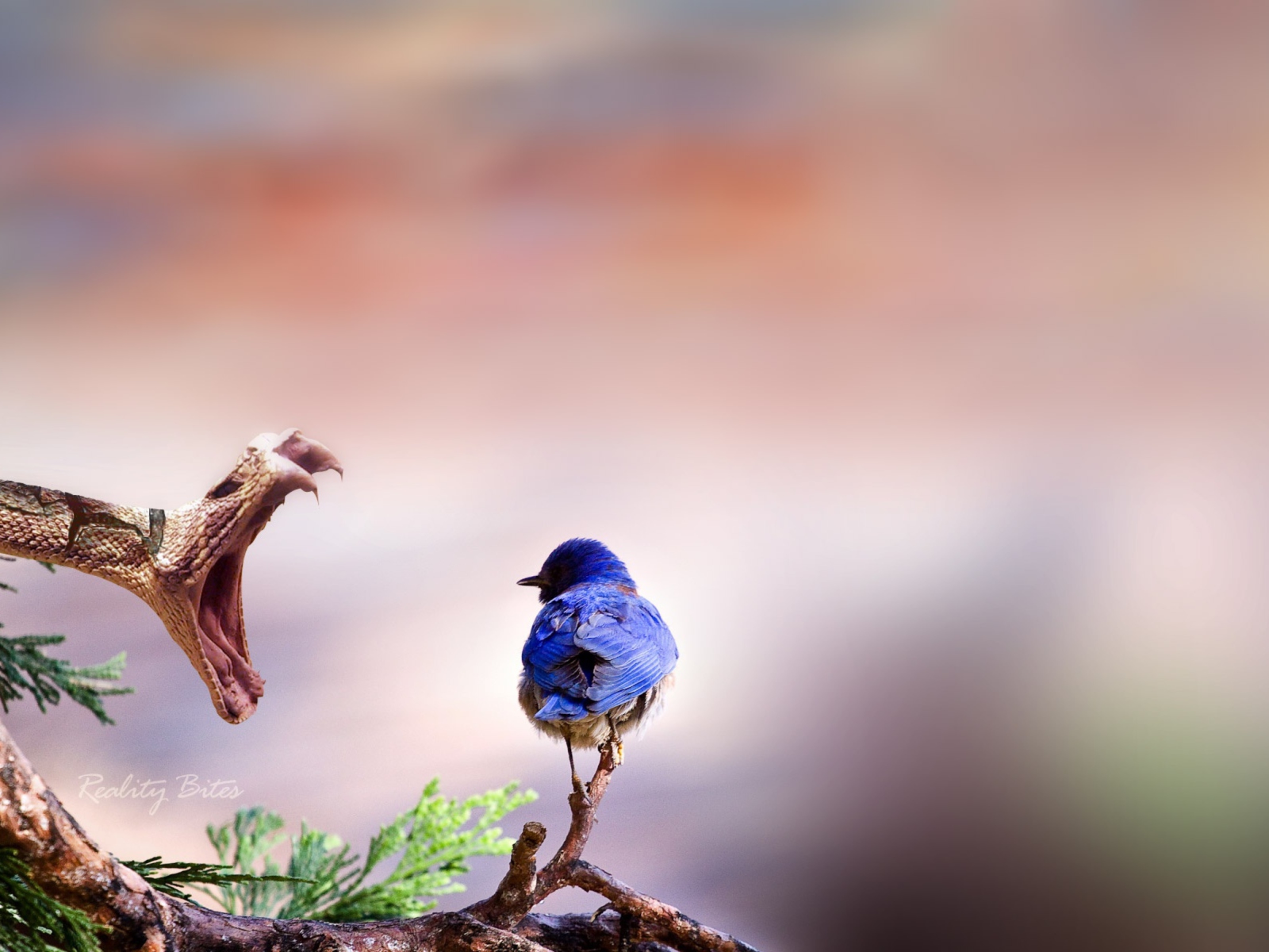 Blue Bird And Snake wallpaper 1600x1200