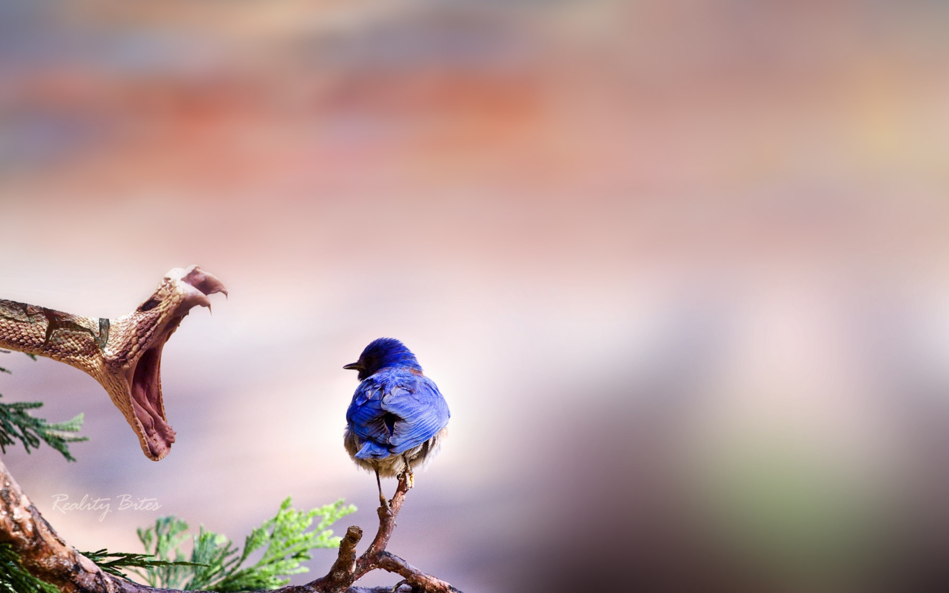 Blue Bird And Snake screenshot #1 1920x1200