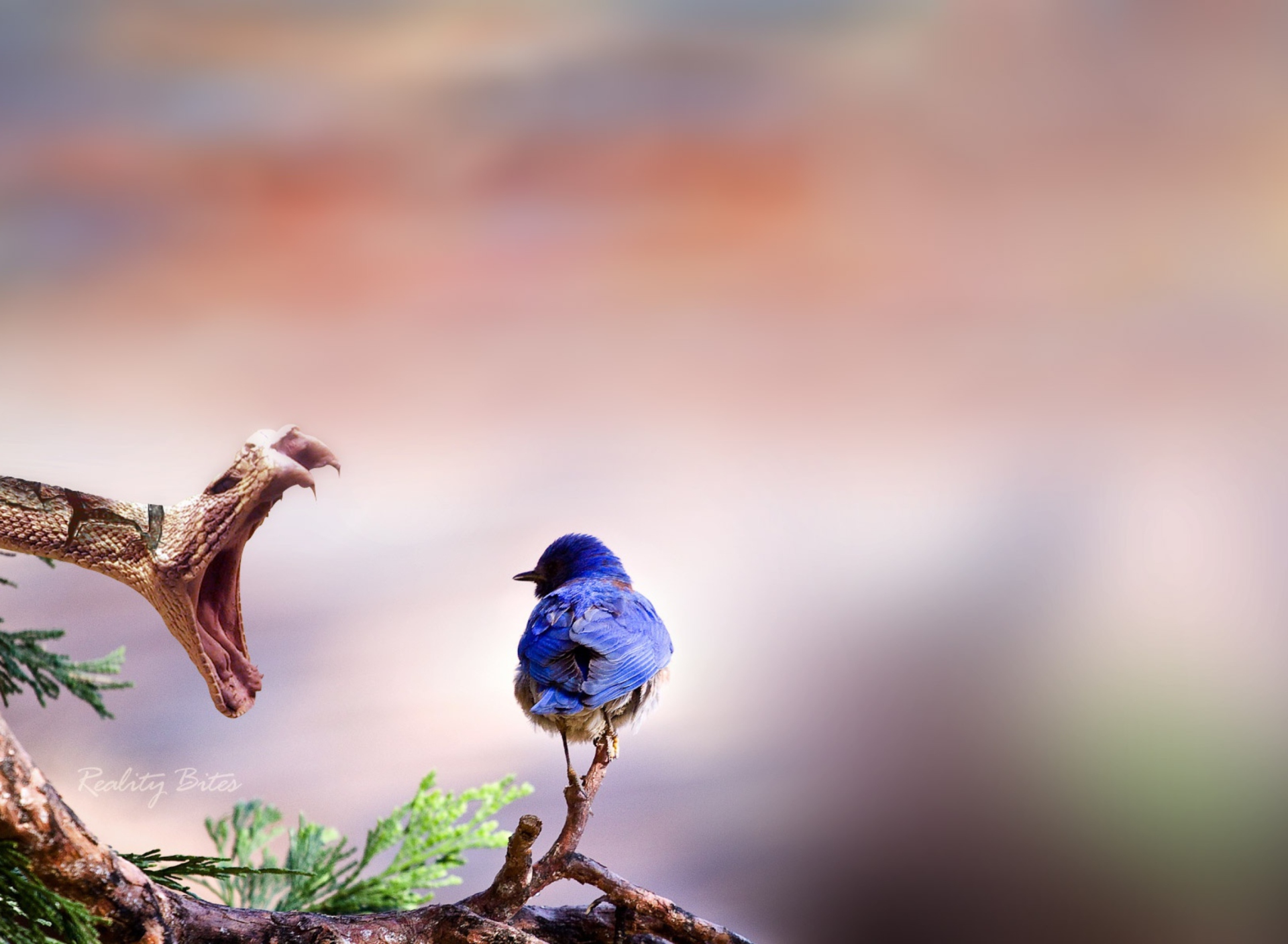 Screenshot №1 pro téma Blue Bird And Snake 1920x1408