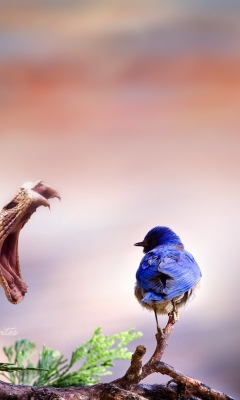 Blue Bird And Snake screenshot #1 240x400