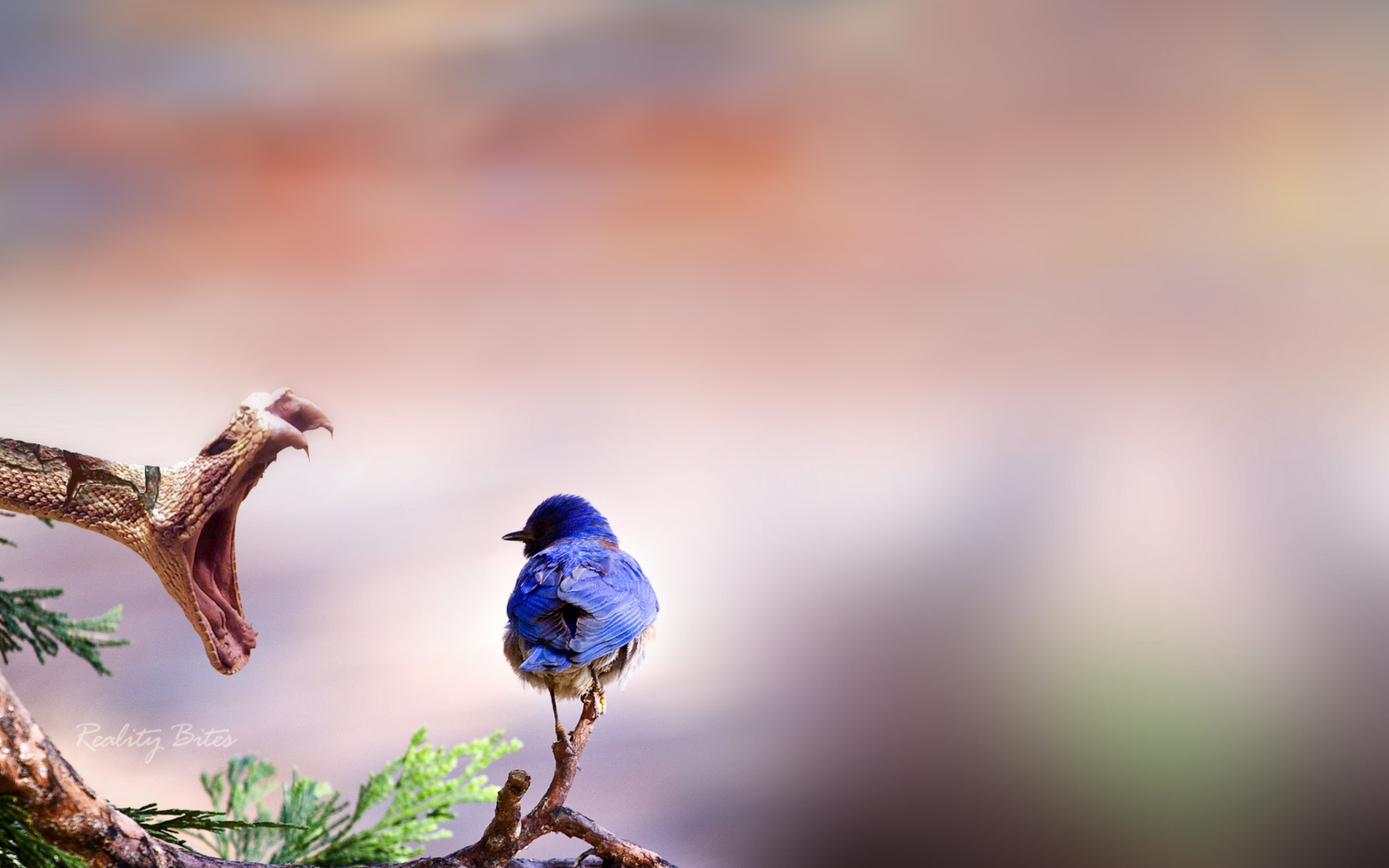 Blue Bird And Snake wallpaper 2560x1600