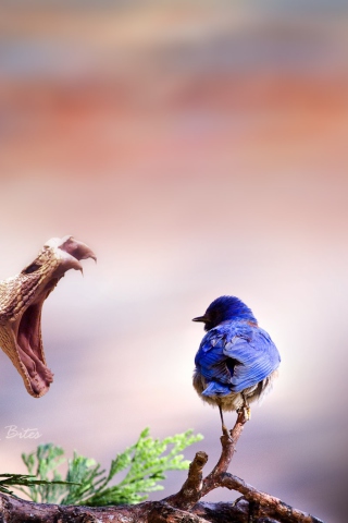 Blue Bird And Snake screenshot #1 320x480