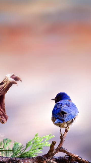 Blue Bird And Snake screenshot #1 360x640