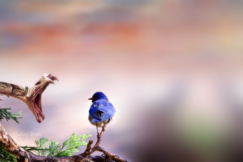 Blue Bird And Snake screenshot #1 480x320
