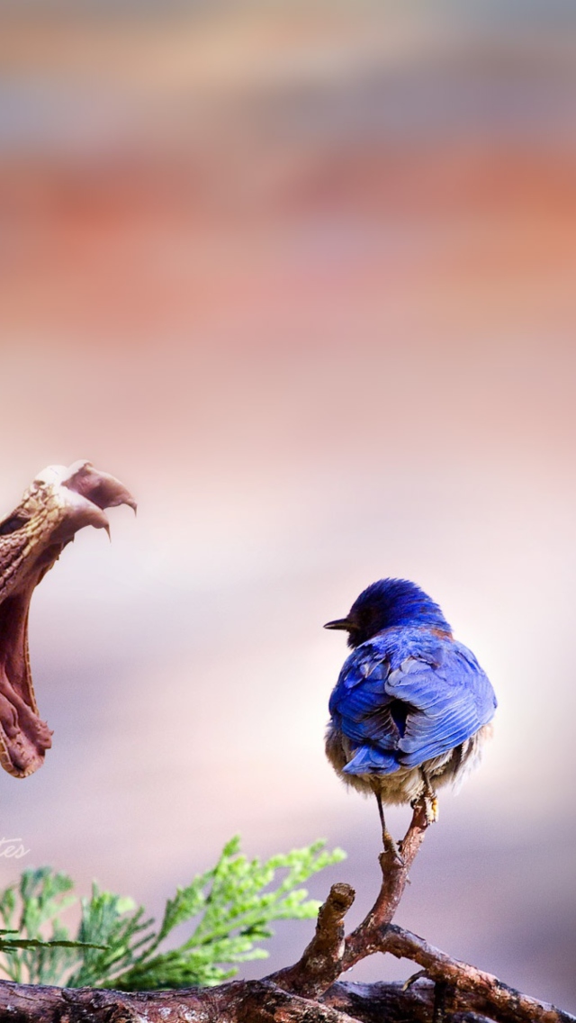 Обои Blue Bird And Snake 640x1136