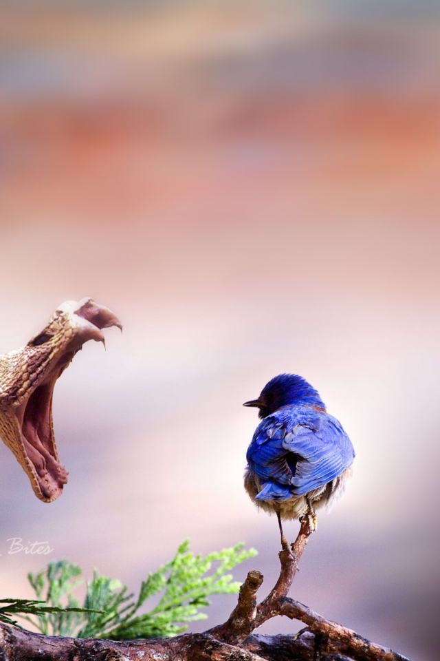 Blue Bird And Snake wallpaper 640x960