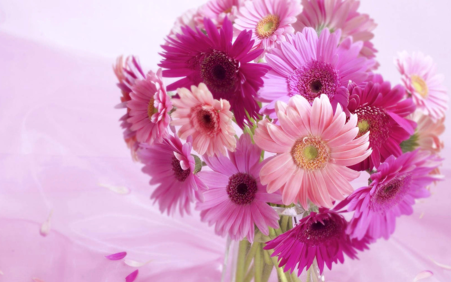 Gerbera Bouquet Idea screenshot #1 1440x900