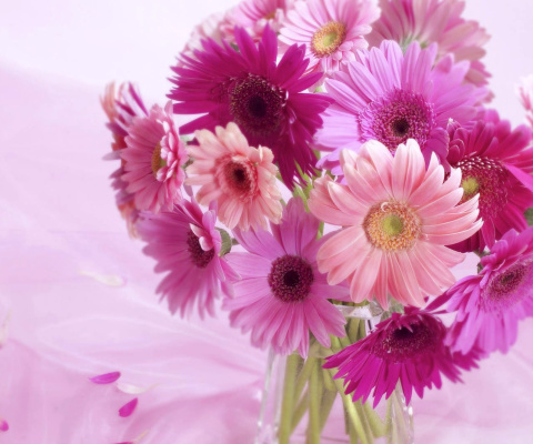 Fondo de pantalla Gerbera Bouquet Idea 480x400