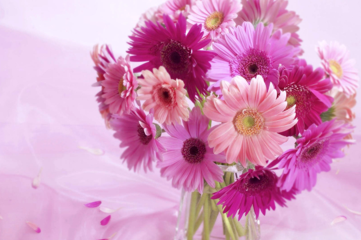 Fondo de pantalla Gerbera Bouquet Idea