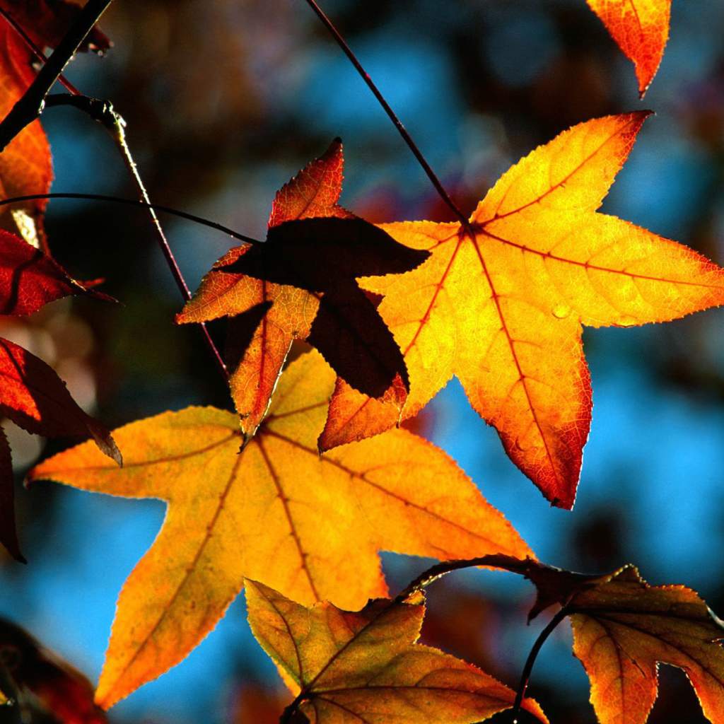 Autumn Leaves wallpaper 1024x1024