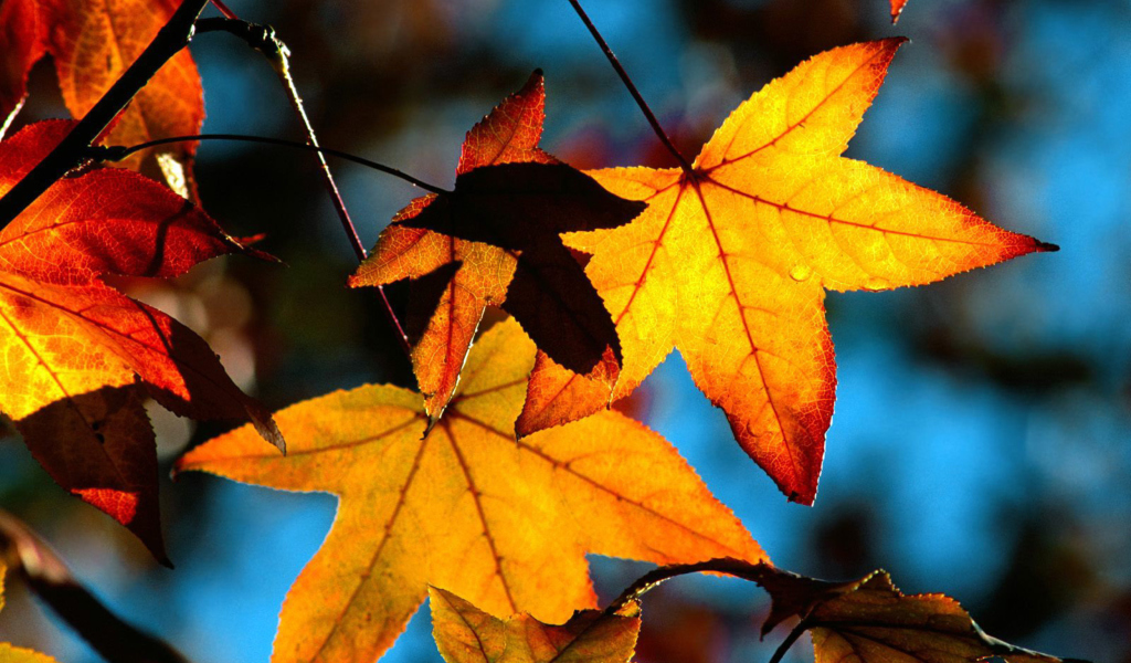 Fondo de pantalla Autumn Leaves 1024x600